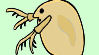 ミジンコ