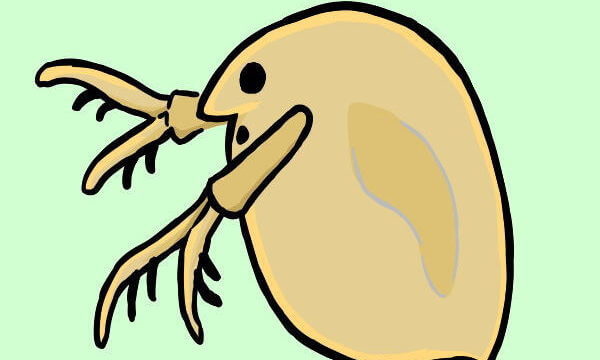 ミジンコ