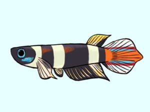 クラウンキリー雄