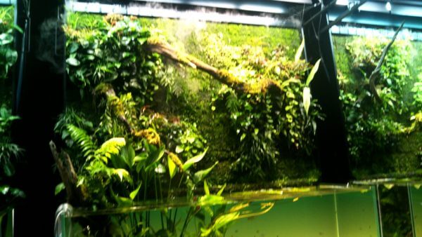 天野尚 NATURE AQUARIUM展