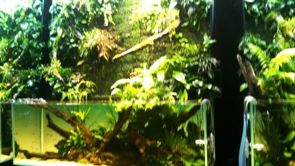 天野尚 NATURE AQUARIUM展