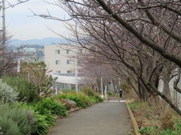 河津桜