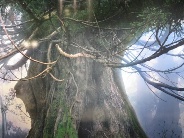 天野尚 NATURE AQUARIUM展