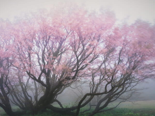 天野尚 NATURE AQUARIUM展