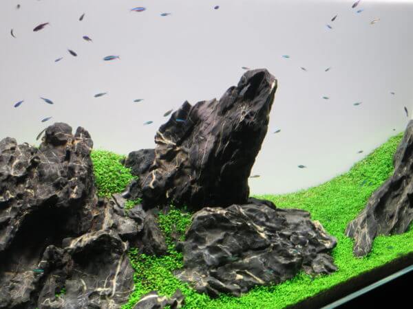 天野 尚 Nature Aquarium展 を360 Vrで観賞しよう アクシズ東京 アクアリウムを静かにやりたいの