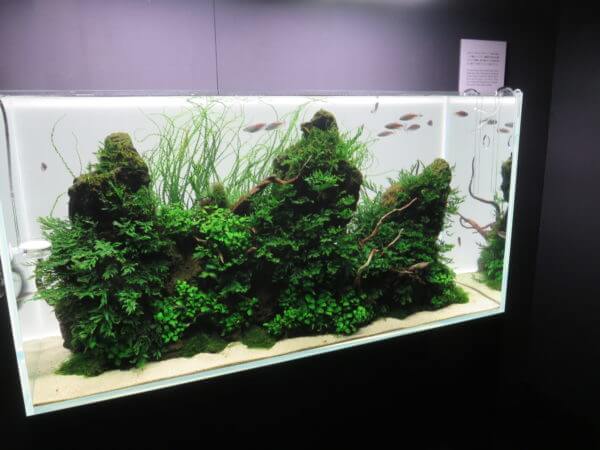 天野尚 NATURE AQUARIUM展