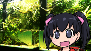 天野尚 NATURE AQUARIUM展