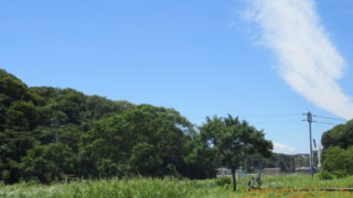小網代の森