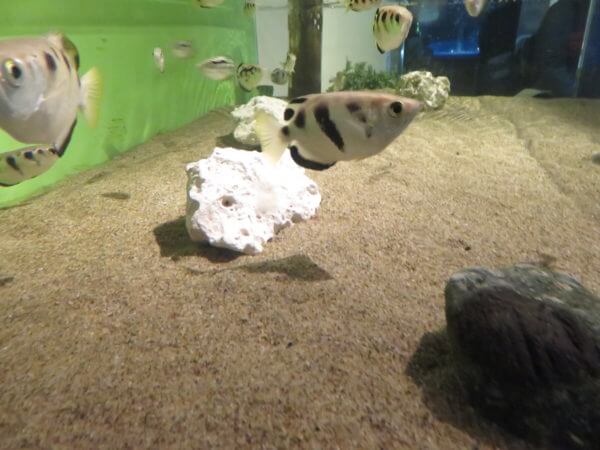 しながわ水族館