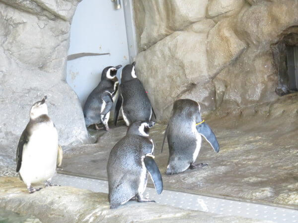 しながわ水族館