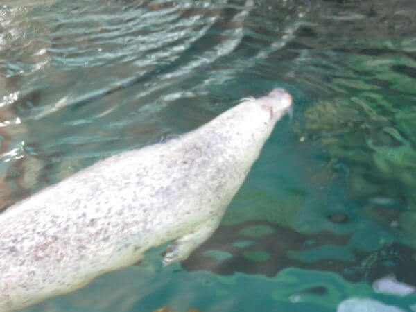 しながわ水族館