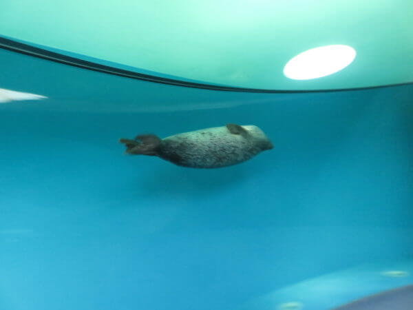 しながわ水族館