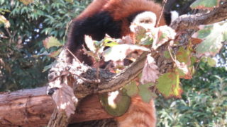 横浜市立野毛山動物園
