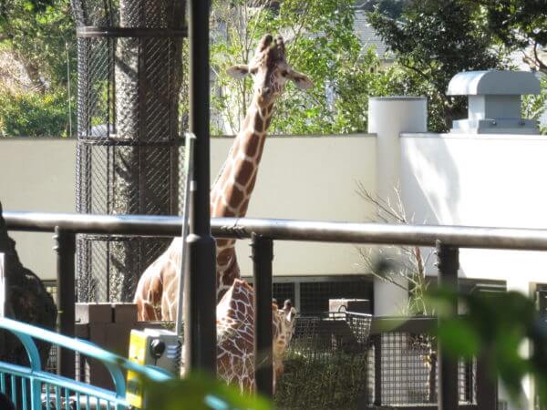 横浜市立野毛山動物園