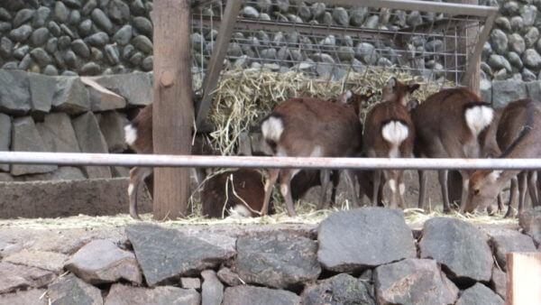 多摩動物公園