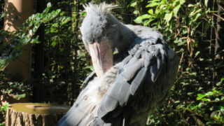 上野動物園