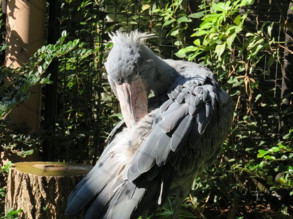 上野動物園