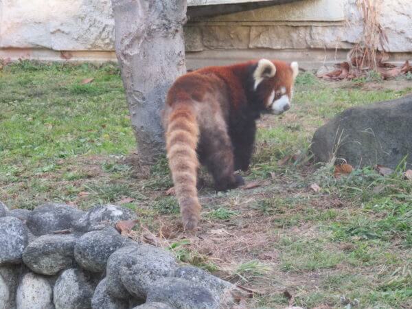 天王寺動物園