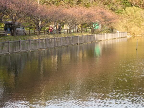 三浦海岸桜まつり