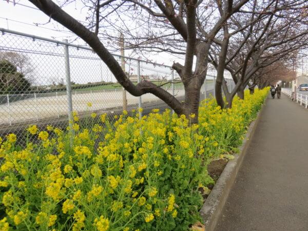 三浦海岸桜まつり