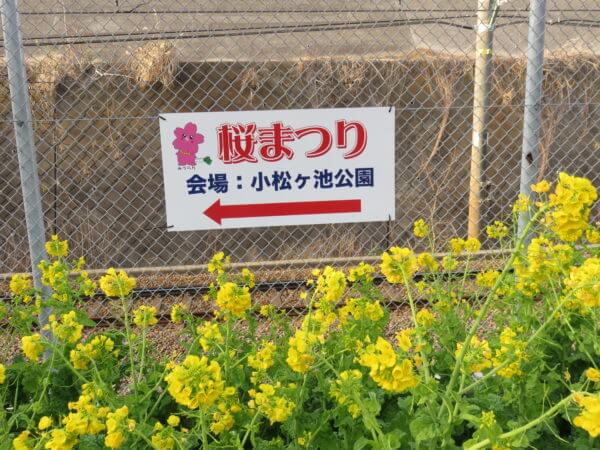 三浦海岸桜まつり