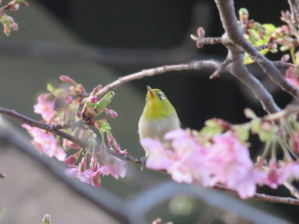 三浦海岸桜まつり