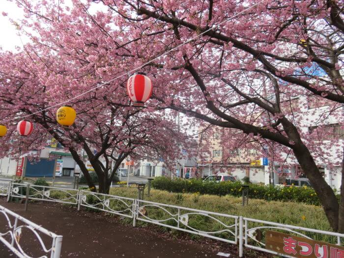 三浦海岸桜まつり