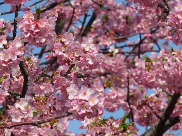 三浦海岸桜まつり