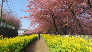 三浦海岸桜まつり