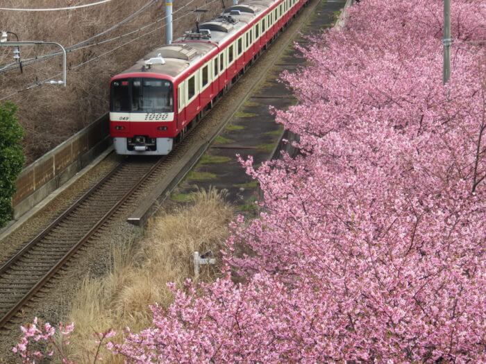 三浦海岸桜まつり