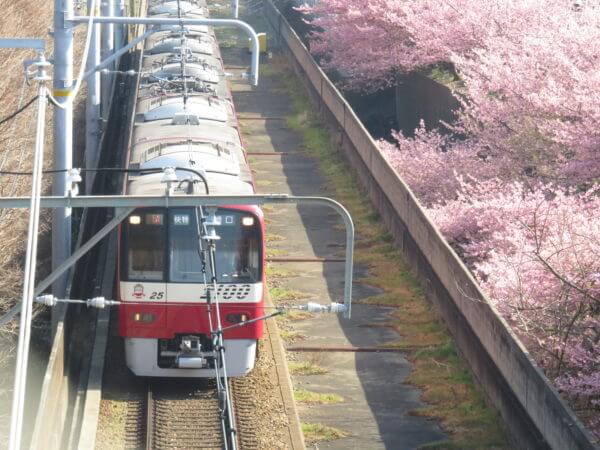 三浦海岸桜まつり
