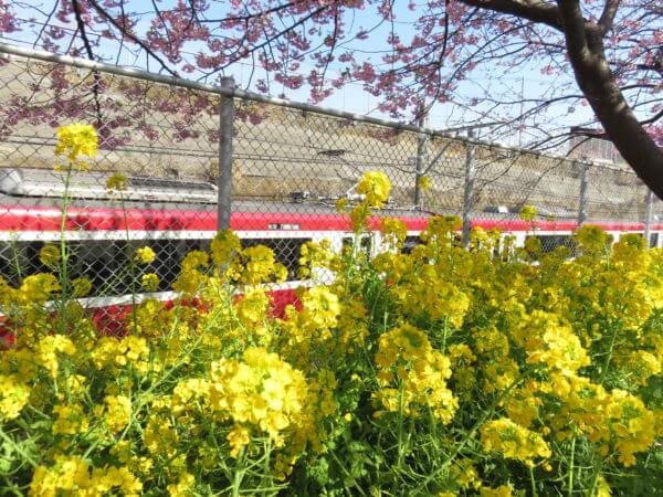 三浦海岸桜まつり