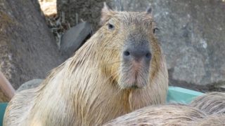金沢動物園