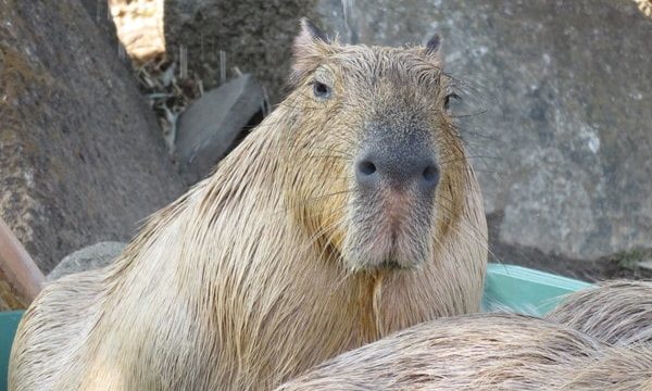 金沢動物園