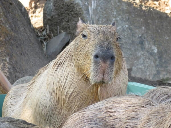 金沢動物園