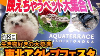 東北アクレプフェスタ