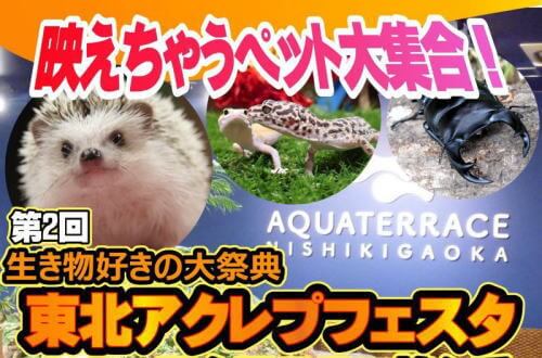 東北アクレプフェスタ