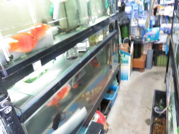 ナイル熱帯魚