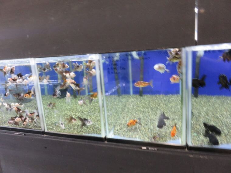 よこはま金魚 金魚とベタの専門店 アクシズ アクアリウムを静かにやりたいの