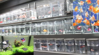 よこはま金魚