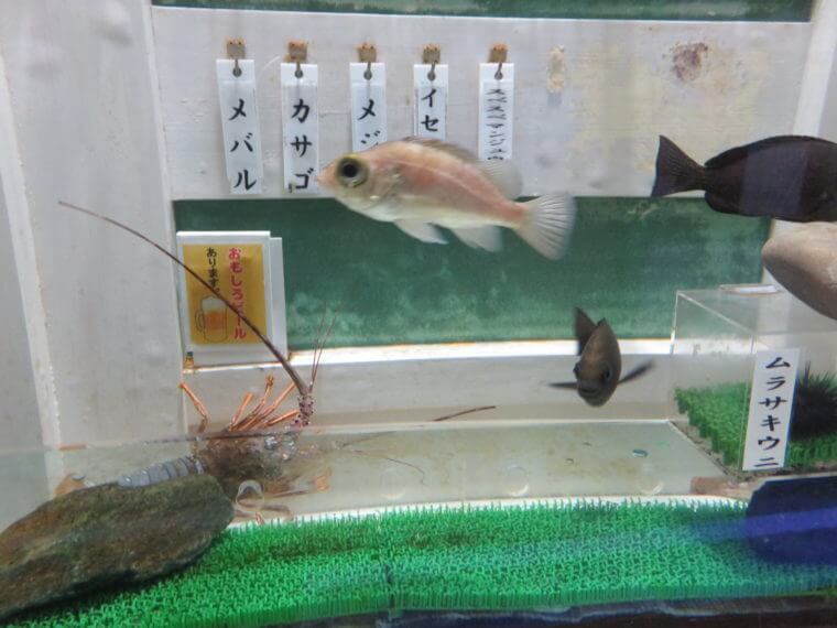 ストリップ クラックポット いっぱい 熱帯魚 店 神奈川 Texi Jp