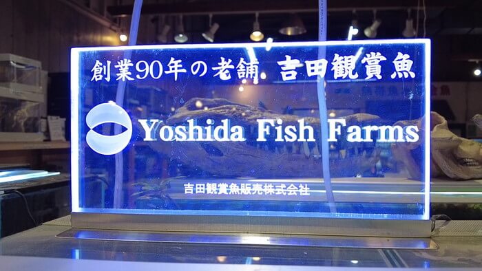 吉田観賞魚