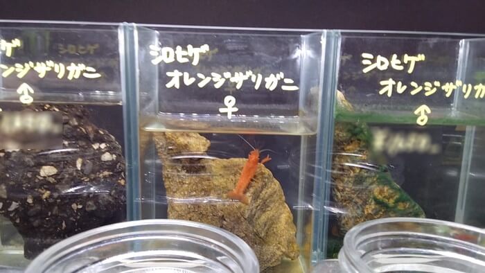闘魚専門店AQUDIO(アクディオ)