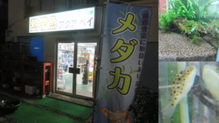 アクアベイ(AQUA BAY)