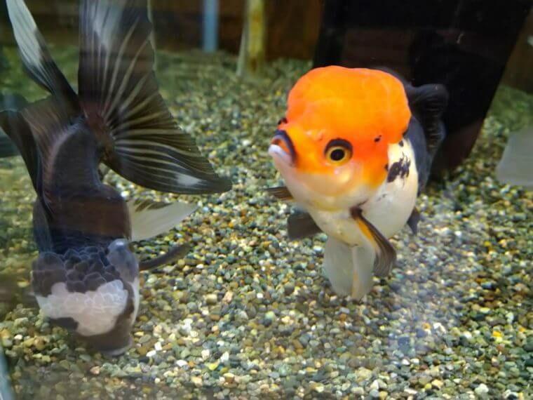 Deedbox Aquarium 金魚とベタがすごいアクアリウムショップ アクシズ東京 アクアリウムを静かにやりたいの