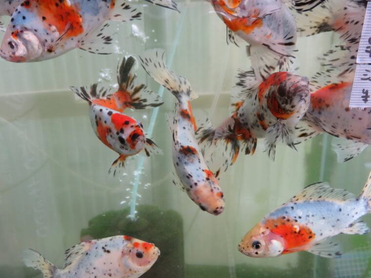 金魚屋あいこ