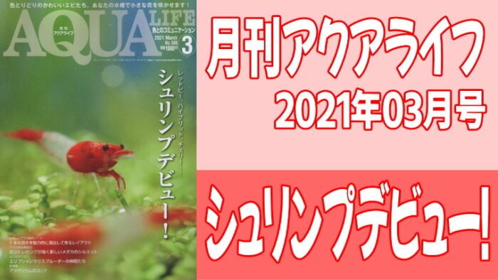 月刊アクアライフ2021年02月号「シュリンプデビュー！」