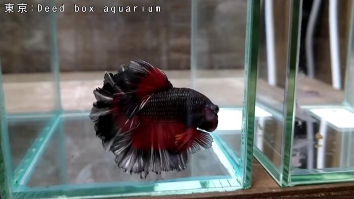 Deed box aquarium
