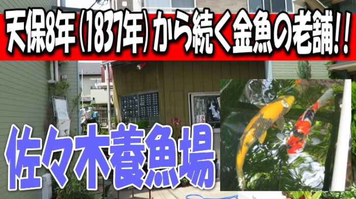 佐々木養魚場 Youtube