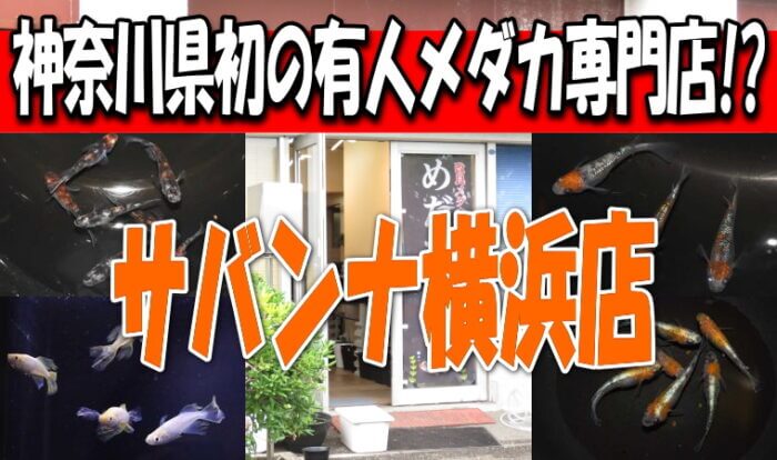 サバンナ横浜店 Youtube